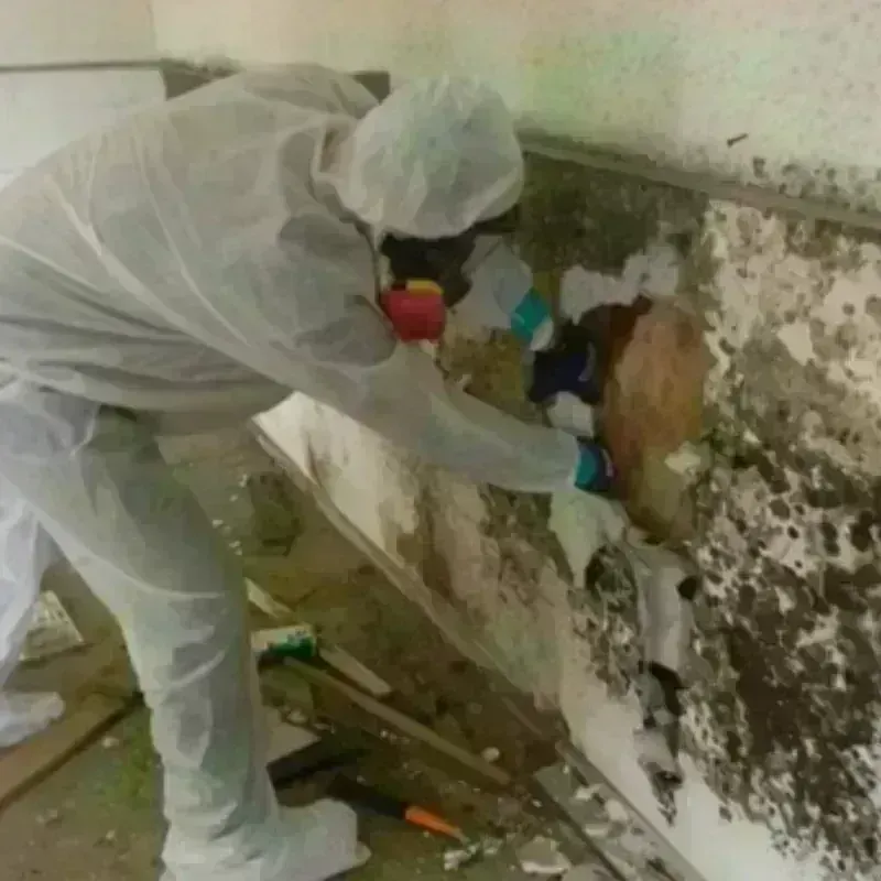 Mold Remediation and Removal in North Andover, MA